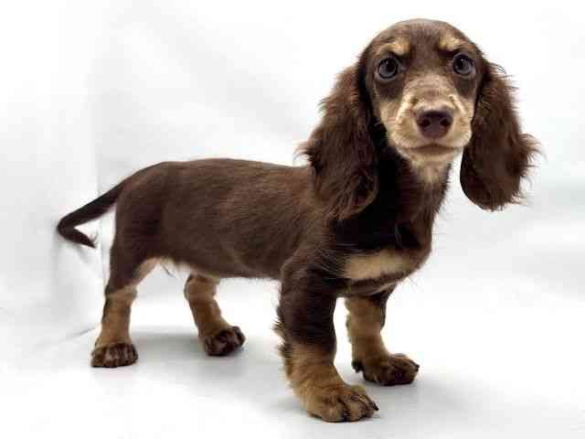 大阪府のミニチュアダックスフンド(ロング) (ひごペットフレンドリー東淀川店/2025年7月23日生まれ/女の子/チョコレートタン)の子犬の2枚目の画像