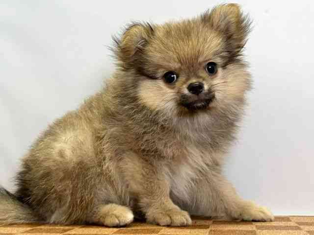 愛媛県のハーフ犬・ミックス犬 (ひごペットフレンドリーエミフルMASAKI店/2025年7月25日生まれ/男の子/オレンジ)の子犬の2枚目の画像