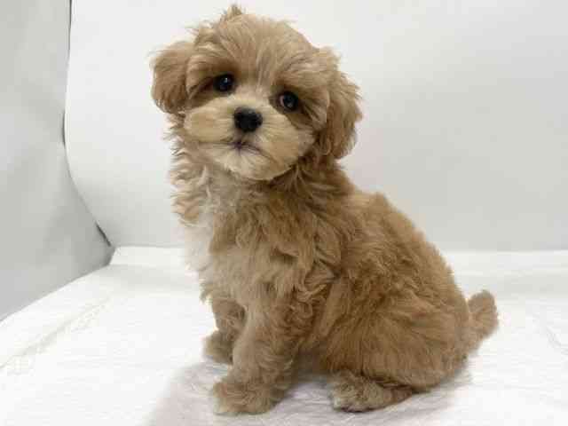 高知県のハーフ犬・ミックス犬 (ひごペットフレンドリーイオンモール高知店/2025年7月27日生まれ/女の子/クリーム)の子犬の2枚目の画像