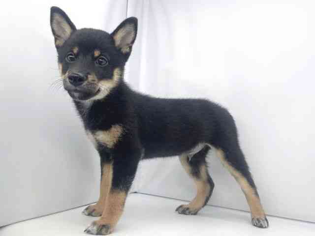 兵庫県の柴犬(標準サイズ) (ひごペットフレンドリーイオンタウン加古川店/2025年7月27日生まれ/男の子/黒)の子犬の2枚目の画像