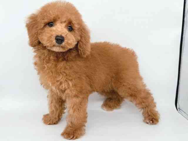 大阪府のトイプードル(トイ) (ひごペットフレンドリー瓜破店/2025年7月26日生まれ/男の子/レッド)の子犬の2枚目の画像