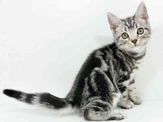 京都府のアメリカンショートヘアー (ひごペットフレンドリーイズミヤショッピングセンター八幡店/2025年7月27日生まれ/男の子/シルバータビー)の子猫の2枚目の画像