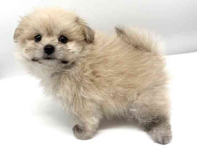 大阪府のポメマル/マルポメ(ポメラニアン×マルチーズ) (ひごペットフレンドリーイオンタウン豊中庄内店/2025年7月25日生まれ/女の子/フォーン)の子犬の2枚目の画像