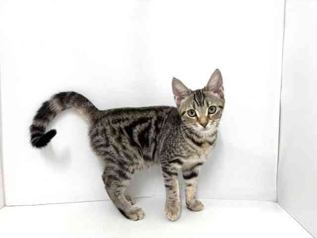 大阪府のアメリカンショートヘアー (ひごペットフレンドリーベルファⅡ都島店/2025年7月20日生まれ/女の子/ブラウンタビーホワイト)の子猫の2枚目の画像