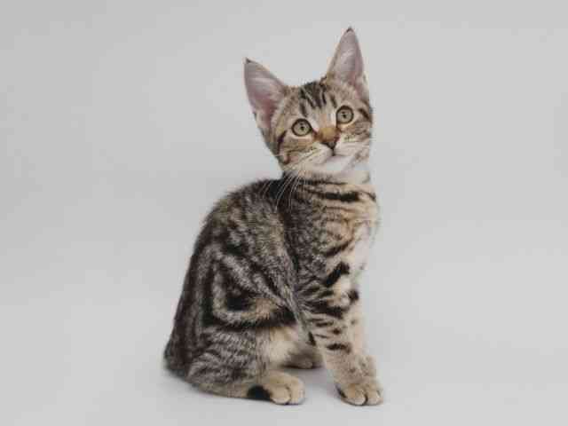 大阪府のアメリカンショートヘアー (ひごペットフレンドリー泉ヶ丘店/2025年7月20日生まれ/女の子/ブラウンタビーホワイト)の子猫の2枚目の画像