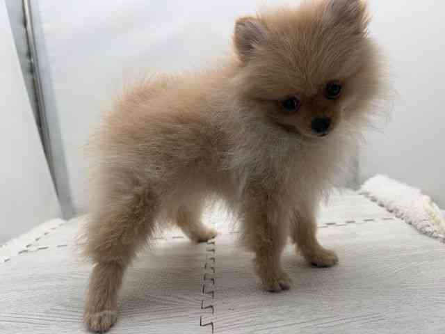島根県のポメラニアン (ひごペットフレンドリーイオンモール出雲店/2025年7月25日生まれ/女の子/クリーム)の子犬の2枚目の画像