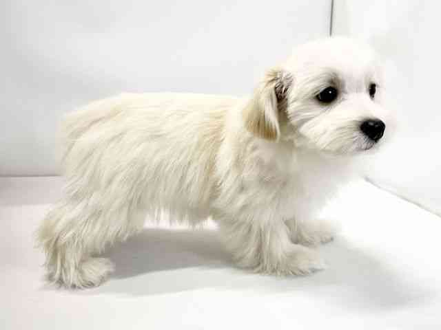 愛媛県のハーフ犬・ミックス犬 (ひごペットフレンドリーイオンモール今治新都市店/2025年7月26日生まれ/男の子/クリーム)の子犬の2枚目の画像