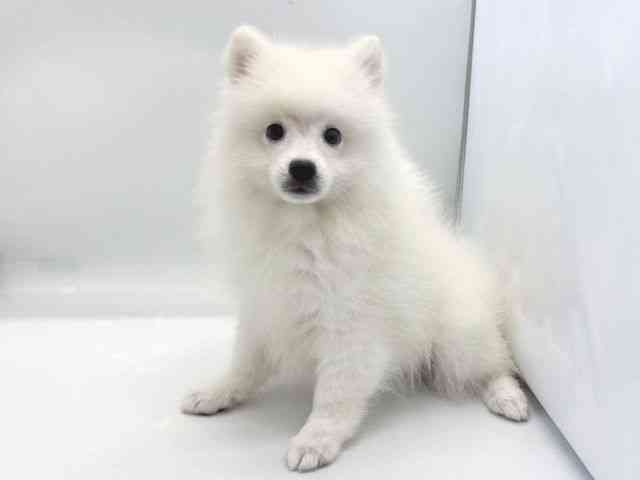 京都府の日本スピッツ (ひごペットフレンドリー京都店/2025年7月28日生まれ/女の子/ホワイト)の子犬の2枚目の画像