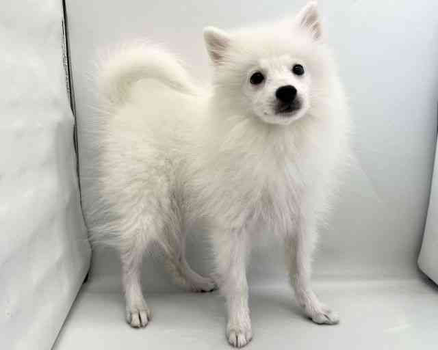京都府の日本スピッツ (ひごペットフレンドリー京都店/2025年7月28日生まれ/女の子/ホワイト)の子犬の2枚目の画像