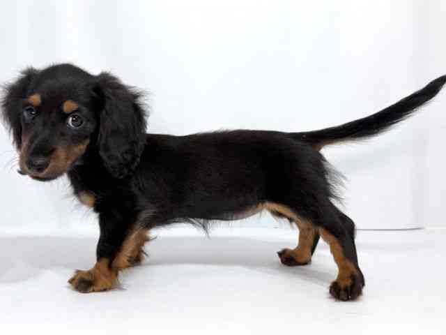 大阪府のミニチュアダックスフンド(ロング) (ひごペットフレンドリーイオンそよら海老江店/2025年7月27日生まれ/女の子/ブラックタン)の子犬の2枚目の画像