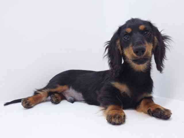 大阪府のミニチュアダックスフンド(ロング) (ひごペットフレンドリーいこらもーる泉佐野店/2025年7月27日生まれ/男の子/ブラックタン)の子犬の2枚目の画像