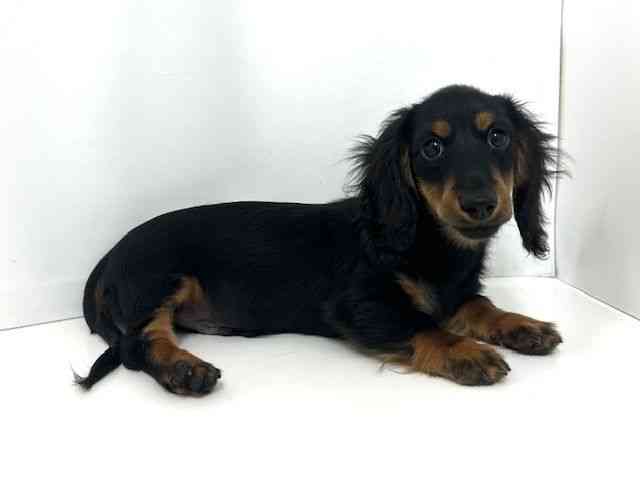 大阪府のミニチュアダックスフンド(ロング) (ひごペットフレンドリーいこらもーる泉佐野店/2025年7月27日生まれ/男の子/ブラックタン)の子犬の2枚目の画像