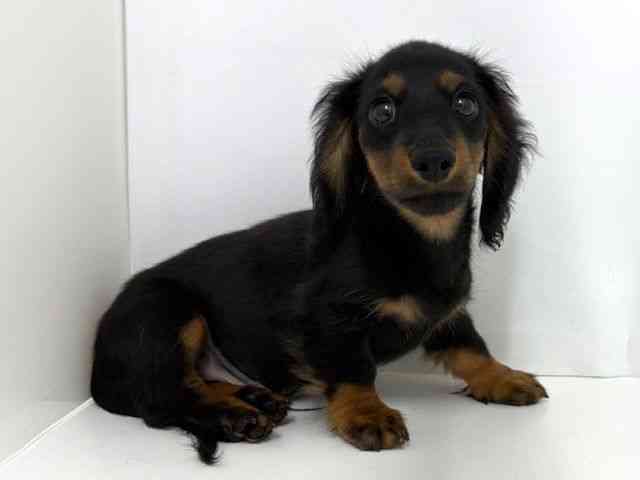 大阪府のミニチュアダックスフンド(ロング) (ひごペットフレンドリーベルファⅡ都島店/2025年7月27日生まれ/男の子/ブラックタン)の子犬の2枚目の画像