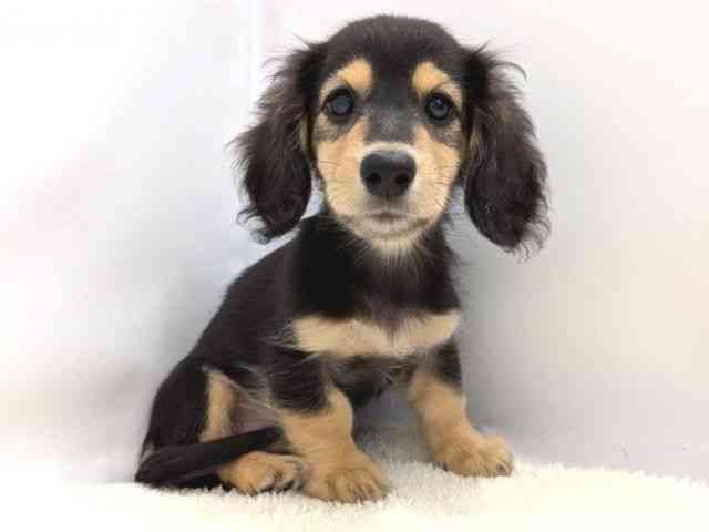 広島県のミニチュアダックスフンド(ロング) (ひごペットフレンドリーゆめタウン廿日市店/2025年7月27日生まれ/女の子/ブラックイエロー)の子犬の2枚目の画像