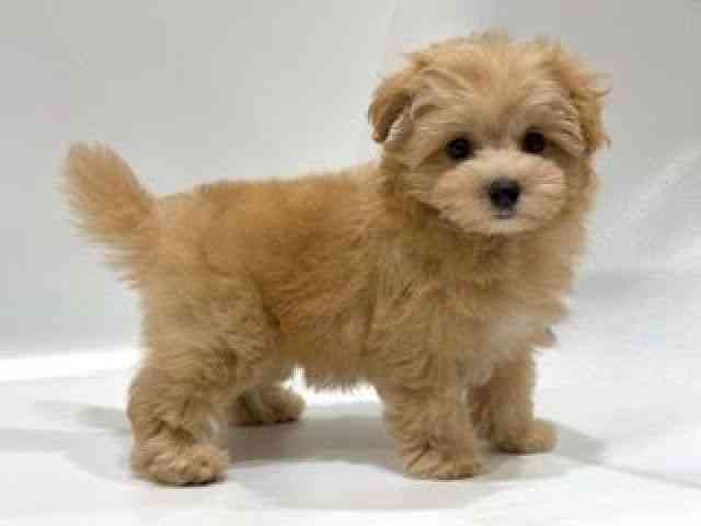 愛知県のハーフ犬・ミックス犬 (ひごペットフレンドリーヴィアモール アピタ江南西店/2025年7月27日生まれ/男の子/アプリコット)の子犬の2枚目の画像