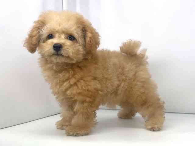 兵庫県のトイプードル(トイ) (ひごペットフレンドリーイオンタウン加古川店/2025年7月26日生まれ/女の子/アプリコット)の子犬の2枚目の画像