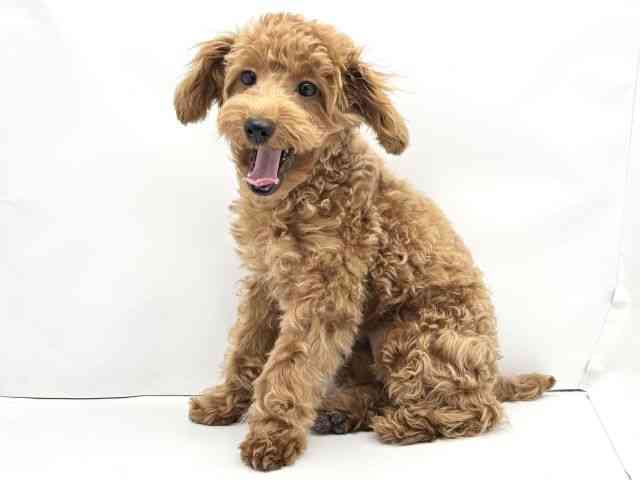 兵庫県のトイプードル(トイ) (ひごペットフレンドリークラウンパーク伊丹店/2025年7月25日生まれ/女の子/レッド)の子犬の2枚目の画像