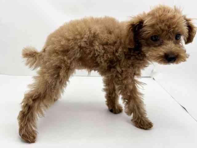 兵庫県のトイプードル(トイ) (ひごペットフレンドリークラウンパーク伊丹店/2025年7月25日生まれ/女の子/レッド)の子犬の2枚目の画像