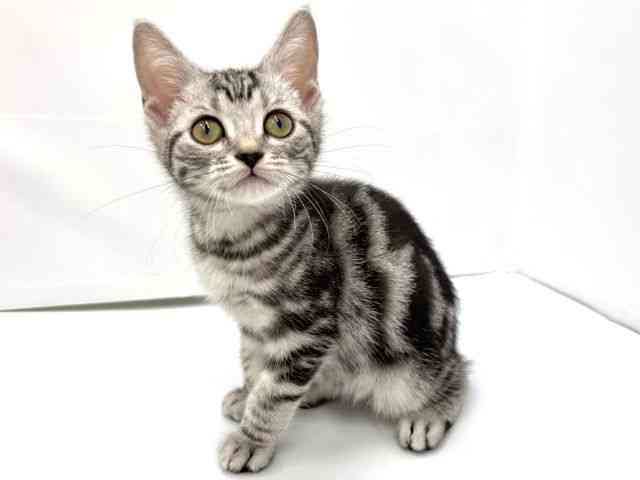 大阪府のアメリカンショートヘアー (ひごペットフレンドリーイオンタウン茨木太田店/2025年7月26日生まれ/女の子/シルバータビー)の子猫の2枚目の画像