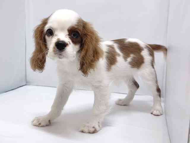 奈良県のキャバリアキングチャールズスパニエル (ひごペットフレンドリー奈良パワーシティ店/2025年7月26日生まれ/男の子/ブレンハイム)の子犬の2枚目の画像
