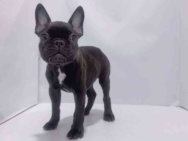 大阪府のフレンチブルドッグ (ひごペットフレンドリーイズミヤショッピングセンター千里丘店/2025年7月23日生まれ/男の子/ブリンドル)の子犬の2枚目の画像