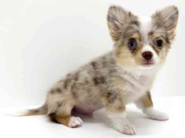 大阪府のチワワ(ロング) (ひごペットフレンドリーくずはモール店/2025年7月26日生まれ/男の子/チョコレートマール)の子犬の2枚目の画像