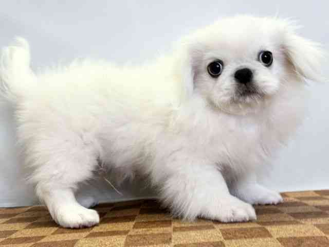 愛媛県のペキニーズ (ひごペットフレンドリーエミフルMASAKI店/2025年7月29日生まれ/男の子/ホワイト)の子犬の2枚目の画像