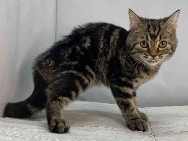 島根県のミヌエット (ひごペットフレンドリーイオンモール出雲店/2025年7月24日生まれ/男の子/ブラウンタビー)の子猫の2枚目の画像