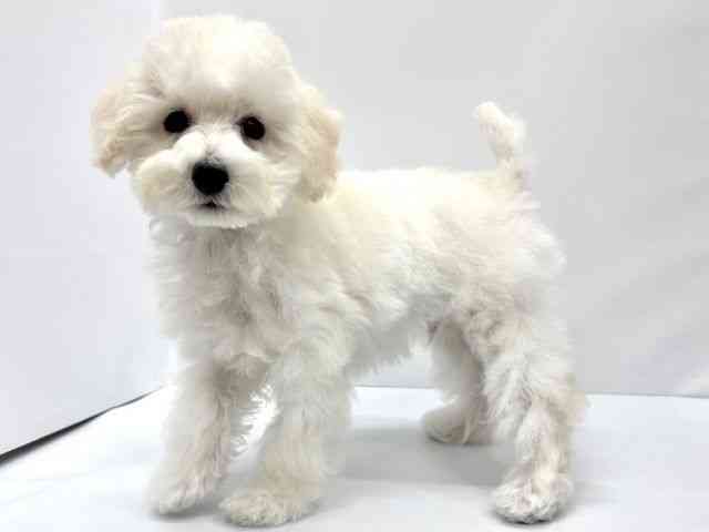 大阪府のトイプードル(トイ) (ひごペットフレンドリーイオンタウン茨木太田店/2025年7月18日生まれ/男の子/クリーム)の子犬の2枚目の画像