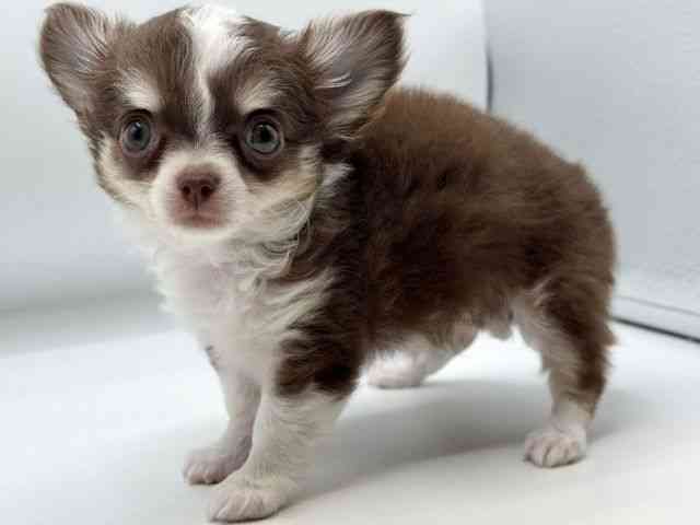 大阪府のチワワ(ロング) (ひごペットフレンドリーみのおキューズモール店/2025年7月27日生まれ/女の子/チョコレートタンホワイト)の子犬の2枚目の画像