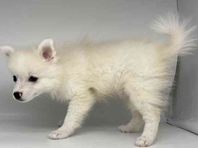 徳島県のポメプー(ポメラニアン×プードル) (ひごペットフレンドリーゆめタウン徳島店/2025年7月28日生まれ/男の子/ホワイト)の子犬の2枚目の画像