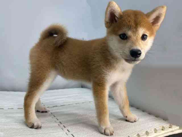 島根県の柴犬(標準サイズ) (ひごペットフレンドリーイオンモール出雲店/2025年7月27日生まれ/女の子/赤)の子犬の2枚目の画像