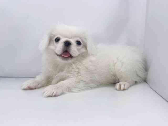 兵庫県のペキニーズ (ひごペットフレンドリーイオンタウン加古川店/2025年7月29日生まれ/男の子/ホワイト)の子犬の2枚目の画像