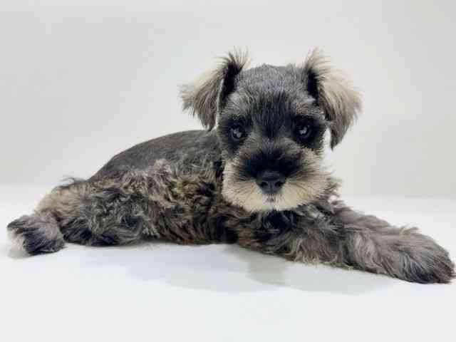 兵庫県のミニチュアシュナウザー (ひごペットフレンドリークラウンパーク伊丹店/2025年7月28日生まれ/男の子/ソルトペッパー)の子犬の2枚目の画像