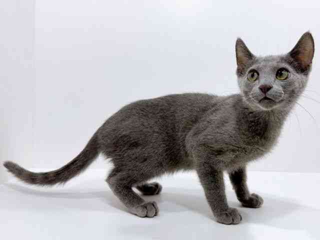 広島県のロシアンブルー (ひごペットフレンドリーフジグラン神辺店/2025年7月28日生まれ/男の子/ブルー)の子猫の2枚目の画像