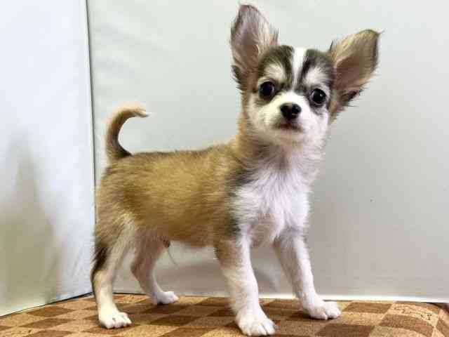 愛媛県のチワワ(ロング) (ひごペットフレンドリーエミフルMASAKI店/2025年7月29日生まれ/男の子/レッドホワイト)の子犬の2枚目の画像