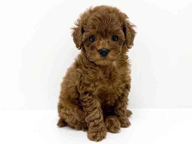 大阪府のトイプードル(トイ) (ひごペットフレンドリーくずはモール店/2025年7月27日生まれ/女の子/レッド)の子犬の2枚目の画像