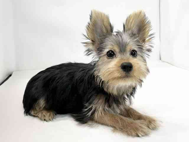 愛媛県のヨークシャーテリア (ひごペットフレンドリーイオンモール今治新都市店/2025年7月28日生まれ/女の子/スチールブルータン)の子犬の2枚目の画像