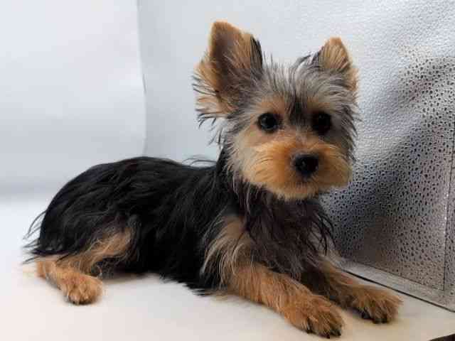 香川県のヨークシャーテリア (ひごペットフレンドリーゆめタウン高松店/2025年7月28日生まれ/女の子/スチールブルータン)の子犬の2枚目の画像
