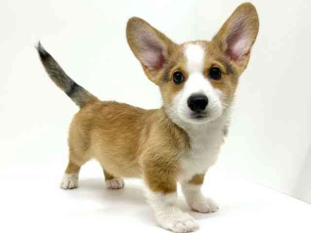 兵庫県のウェルシュコーギーペンブローク (ひごペットフレンドリーブルメールHAT神戸店/2025年7月28日生まれ/男の子/レッドホワイト)の子犬の2枚目の画像