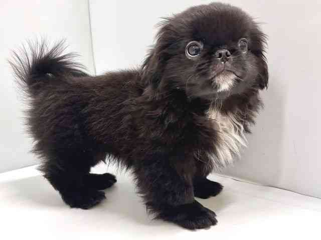 奈良県のペキニーズ (ひごペットフレンドリー奈良パワーシティ店/2025年7月29日生まれ/男の子/ブラック)の子犬の2枚目の画像