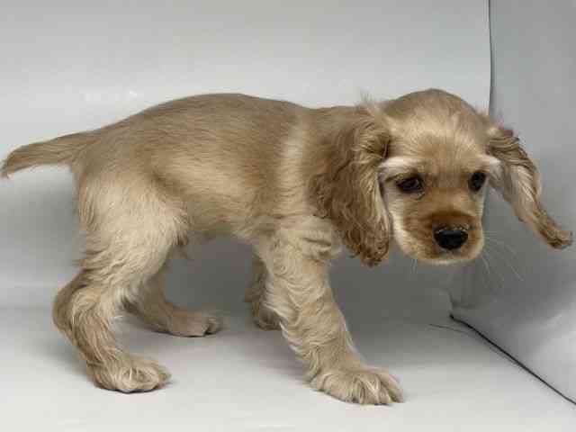 徳島県のアメリカンコッカースパニエル (ひごペットフレンドリーゆめタウン徳島店/2025年7月29日生まれ/男の子/バフ)の子犬の2枚目の画像