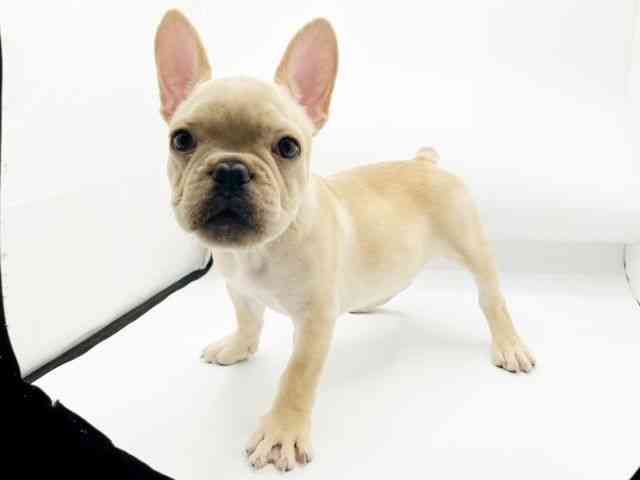 兵庫県のフレンチブルドッグ (ひごペットフレンドリーコロワ甲子園店/2025年7月30日生まれ/男の子/クリーム)の子犬の2枚目の画像