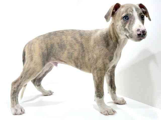 兵庫県のウィペット (ひごペットフレンドリーブルメールHAT神戸店/2025年7月29日生まれ/男の子/ブリンドルホワイト)の子犬の2枚目の画像