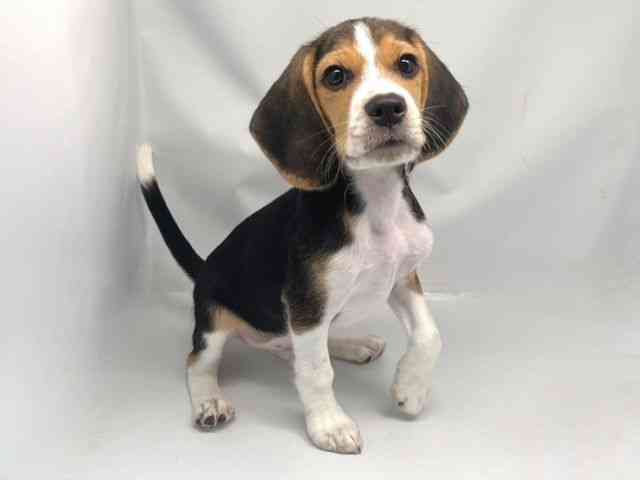 京都府のビーグル (ひごペットフレンドリー洛北阪急スクエア店/2025年7月31日生まれ/男の子/ブラックタンホワイト)の子犬の2枚目の画像