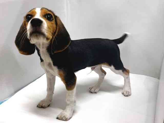 奈良県のビーグル (ひごペットフレンドリー奈良パワーシティ店/2025年7月31日生まれ/男の子/ブラックタンホワイト)の子犬の2枚目の画像