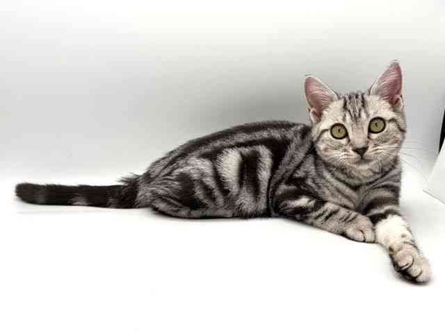 奈良県のアメリカンショートヘアー (ひごペットフレンドリー田原本店/2025年7月31日生まれ/女の子/シルバークラシックタビー)の子猫の2枚目の画像