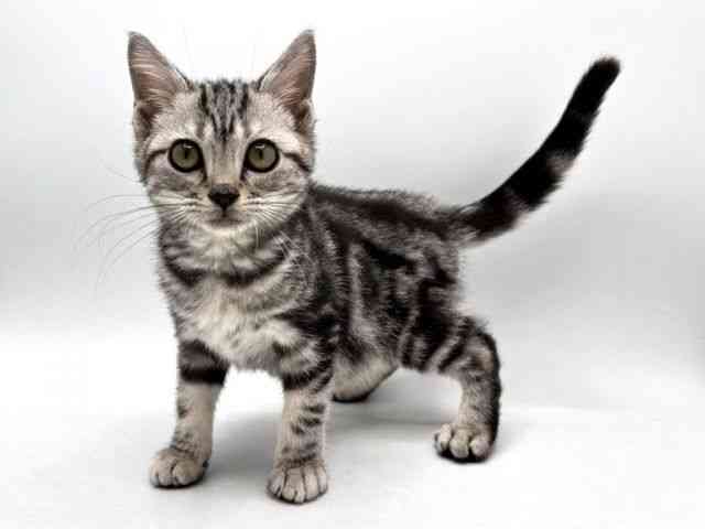 奈良県のアメリカンショートヘアー (ひごペットフレンドリー田原本店/2025年7月31日生まれ/女の子/シルバークラシックタビー)の子猫の2枚目の画像