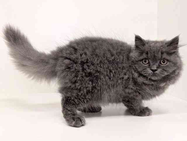 福岡県のブリティッシュロングヘアー (ひごペットフレンドリーリバーウォーク北九州店/2025年7月30日生まれ/男の子/ブルー)の子猫の2枚目の画像