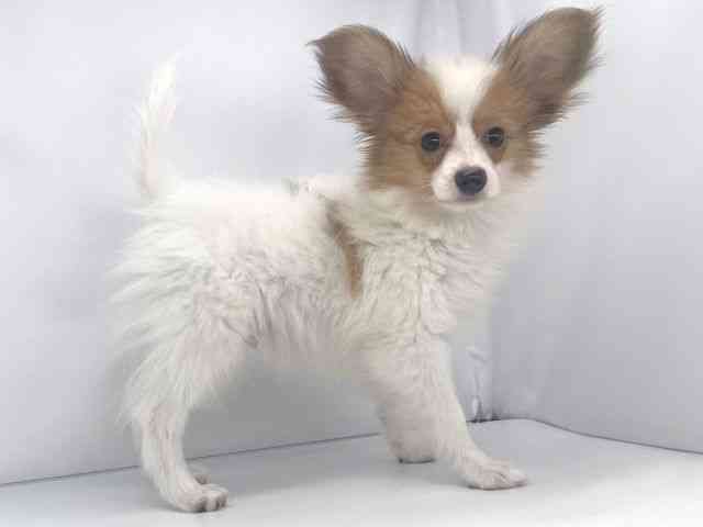 兵庫県のパピヨン (ひごペットフレンドリーイオンタウン加古川店/2025年7月28日生まれ/男の子/ホワイトブラウン)の子犬の2枚目の画像